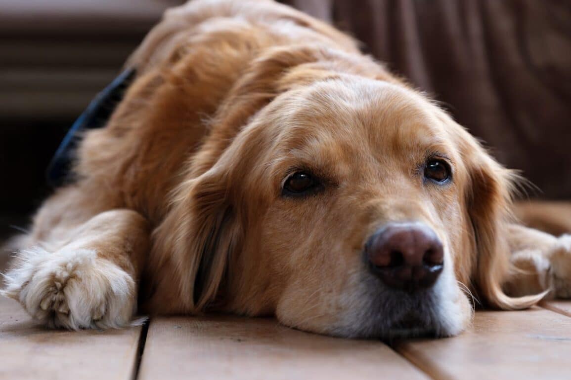 Behavior Changes in Senior Dogs