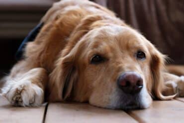 Behavior Changes in Senior Dogs