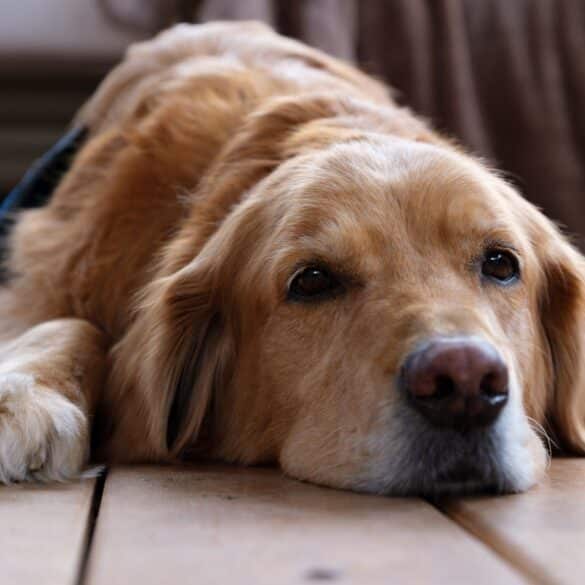 Behavior Changes in Senior Dogs