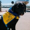 Airline-Friendly Dog Carrier