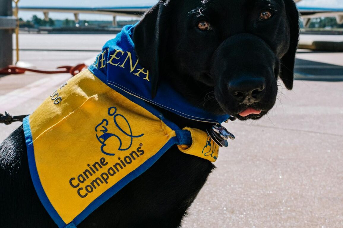 Airline-Friendly Dog Carrier