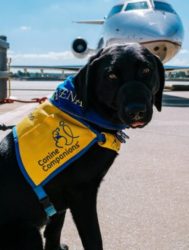 Airline-Friendly Dog Carrier