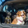 Car Ride Hacks for Dog Owners