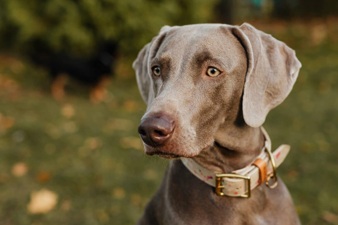 Weimaraner dog