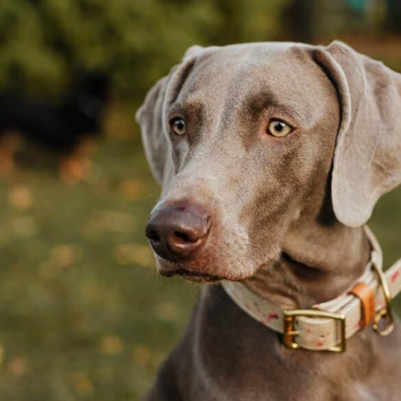 Weimaraner dog