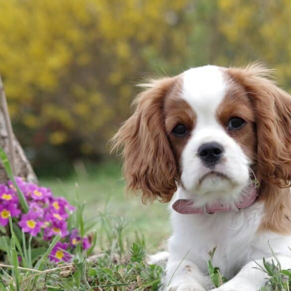 Dog sitting near flowers