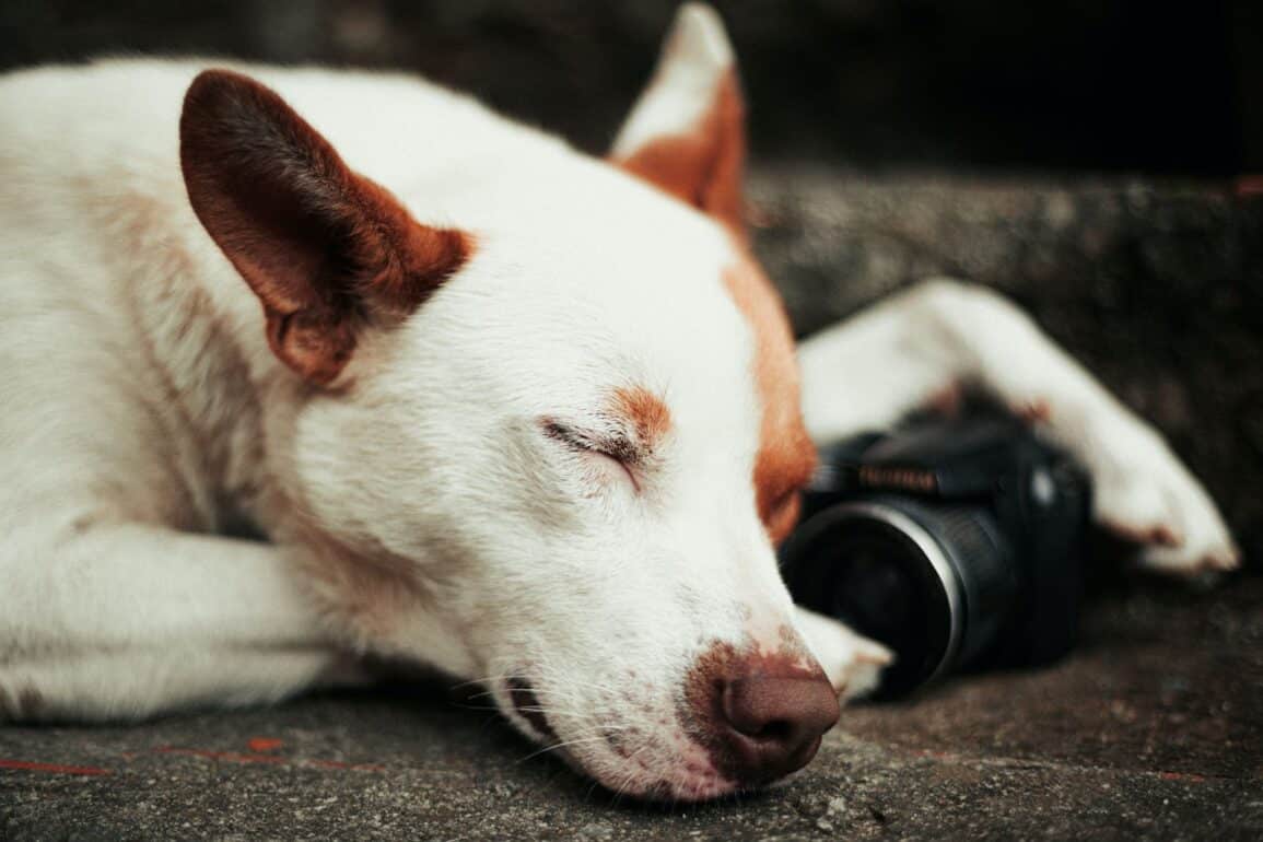 sleeping dog