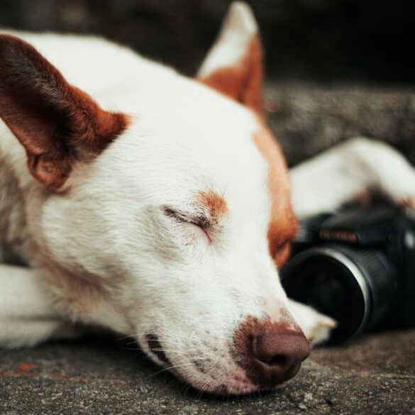 sleeping dog