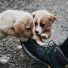 Why Dogs Chew Shoes