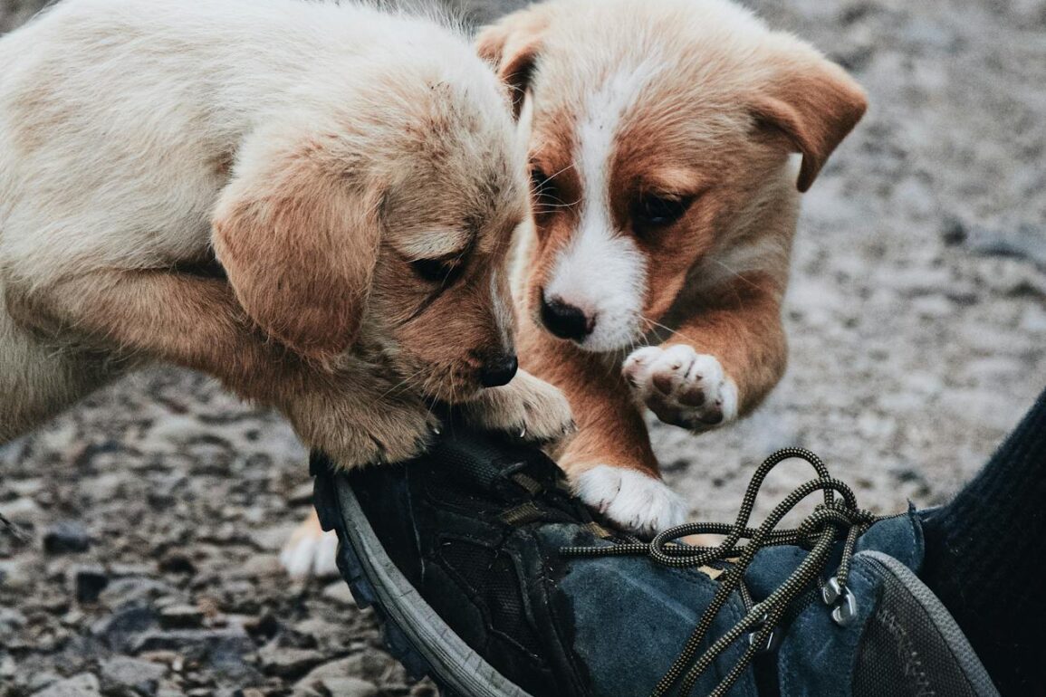 Why Dogs Chew Shoes