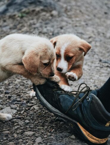Why Dogs Chew Shoes