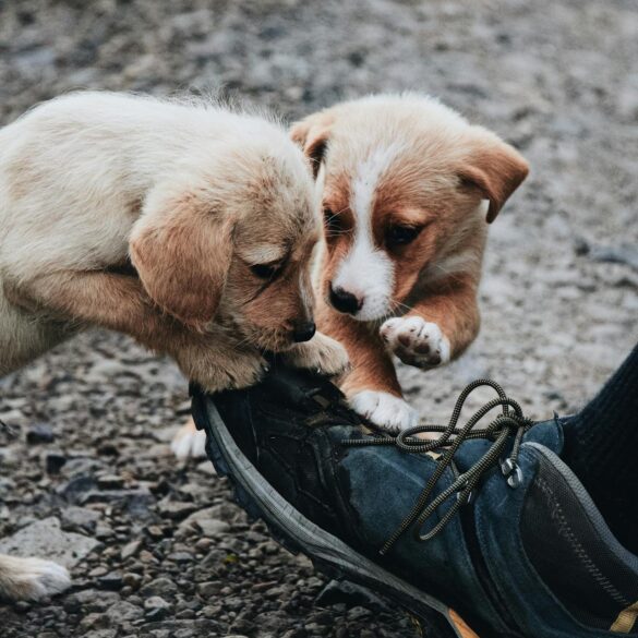 Why Dogs Chew Shoes