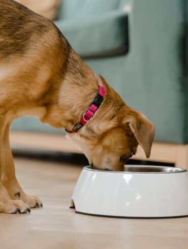 senior dog eating