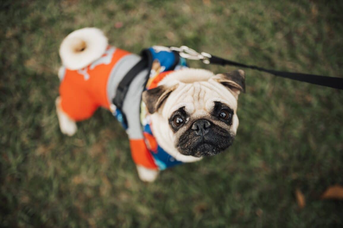 pug on a walk