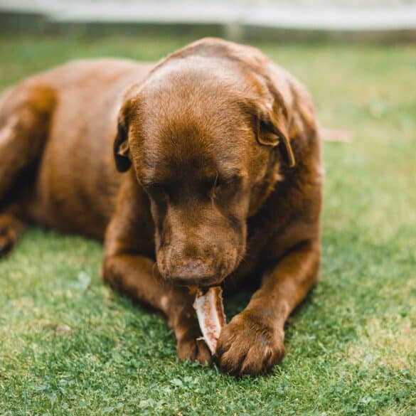 dog chewing a treat