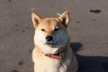 The Origin of the Doge Meme