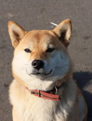 The Origin of the Doge Meme