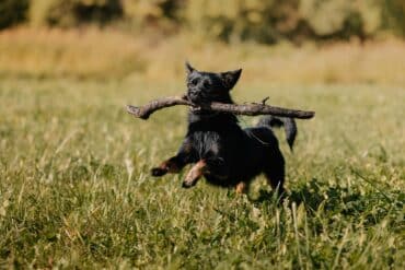 Dogs Chewing on Sticks