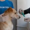 A Veterinary Assistant's Guide: DHLPP Vaccine