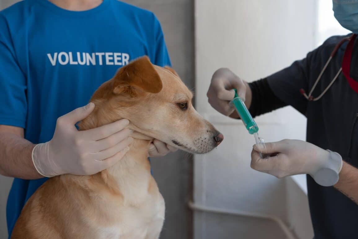 A Veterinary Assistant's Guide: DHLPP Vaccine