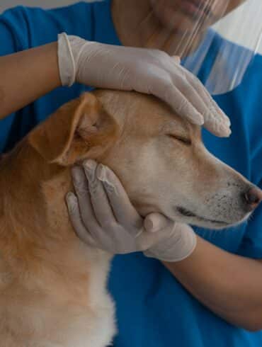 Parvo in Dogs