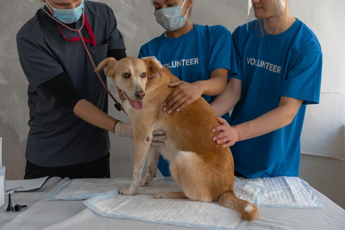 Addison’s Disease in Dogs