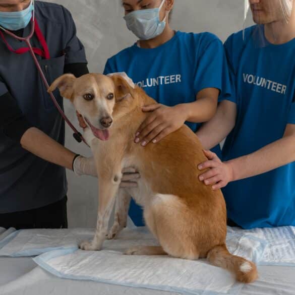 Addison’s Disease in Dogs