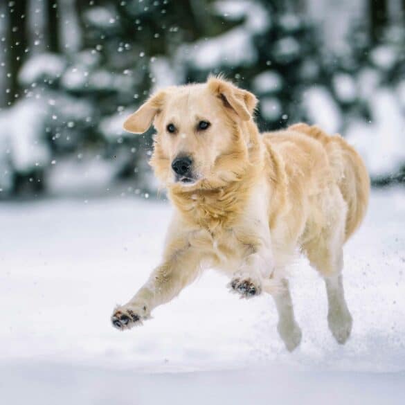 dog in the snow