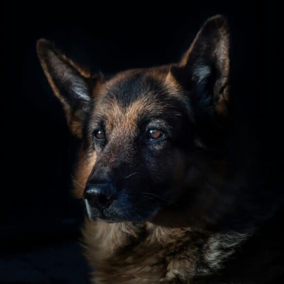 Can Dogs See in the Dark