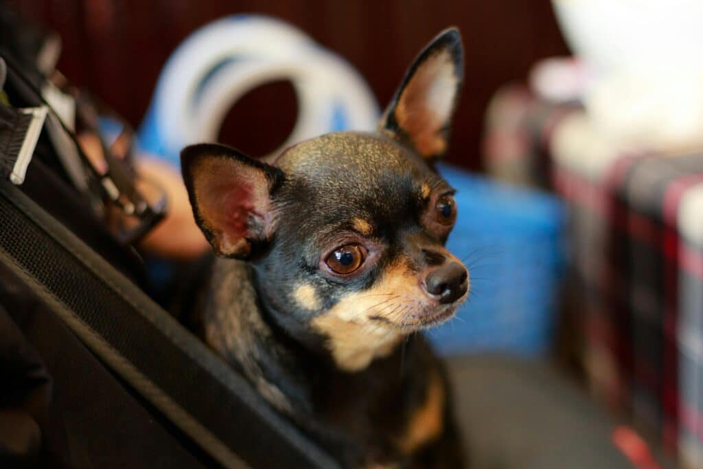 little Chihuahua inside of a dog carrier