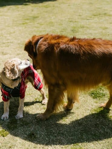 Why Dogs Play Fight
