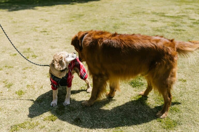 Why Dogs Play Fight
