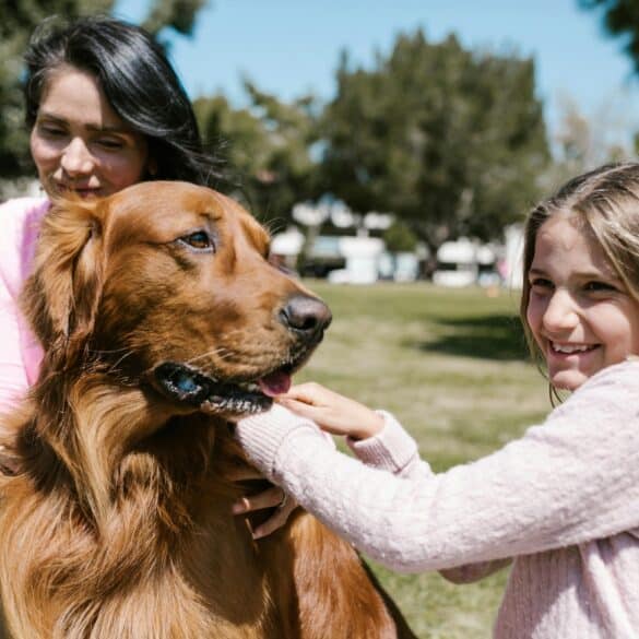 How to Guides + Dog Training