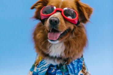Spoiling Your Dog on a Budget