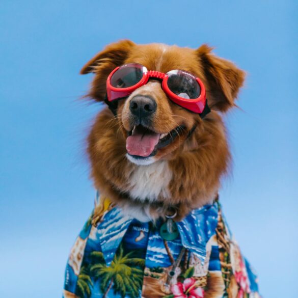 Spoiling Your Dog on a Budget