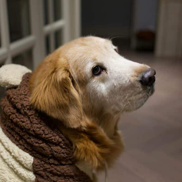 Can I Use a Heated Blanket on My Dog?