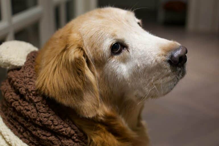 Can I Use a Heated Blanket on My Dog?