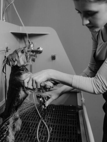 DIY Dog Wash Station: Keep Your Home & Pup Clean