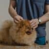 What Are Dog Ear Mites
