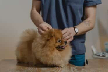 What Are Dog Ear Mites