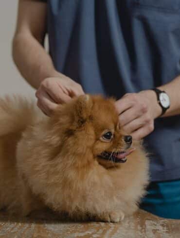 What Are Dog Ear Mites