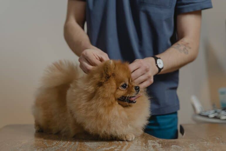 What Are Dog Ear Mites