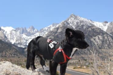 Borador dog