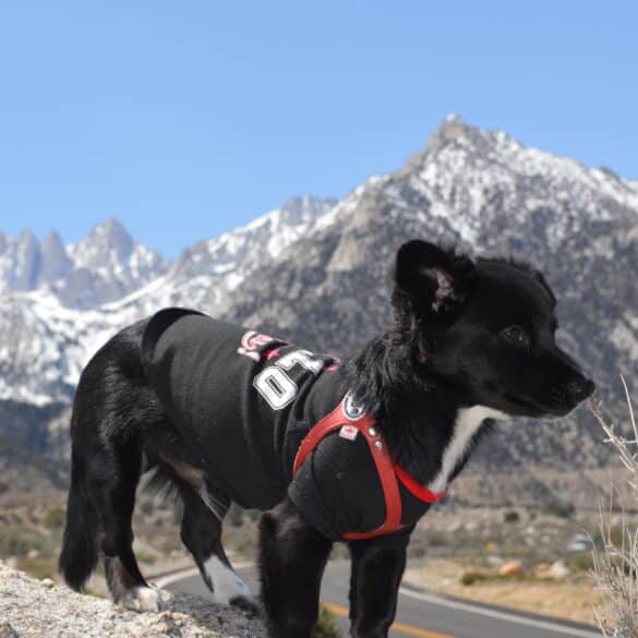 Borador dog
