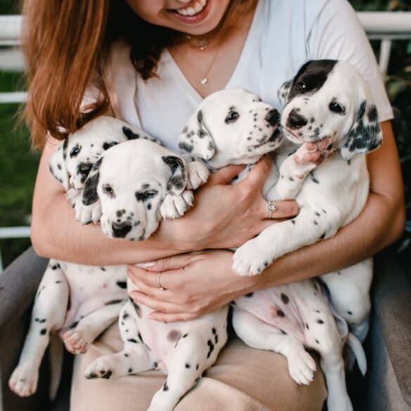 Healthiest Human Foods for Dogs