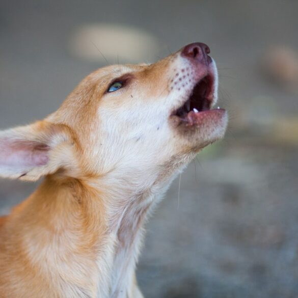dog howling