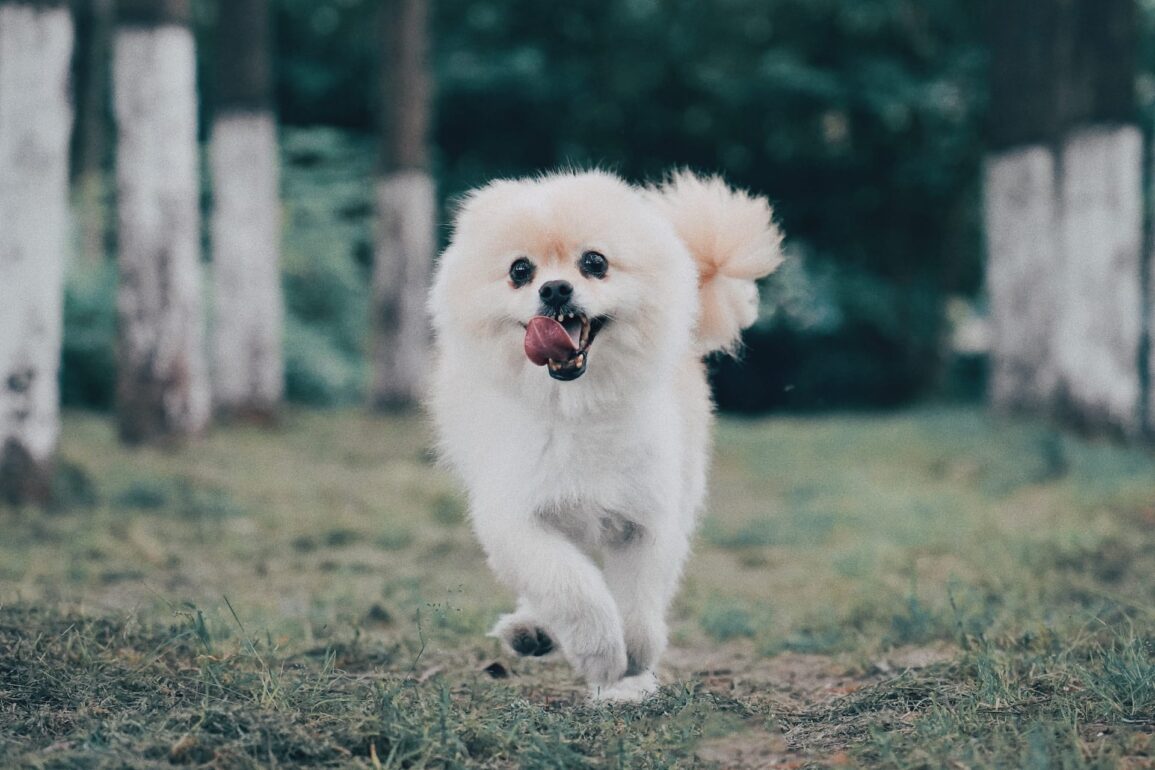 Pomeranian running through forest