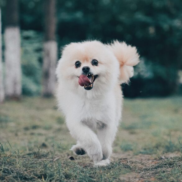 Pomeranian running through forest
