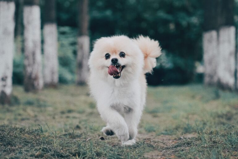 Pomeranian running through forest