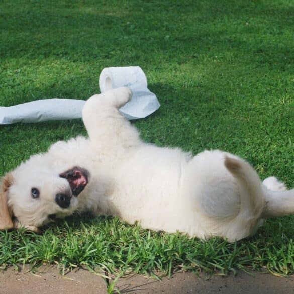 puppy playing with toilet paper in the grass
